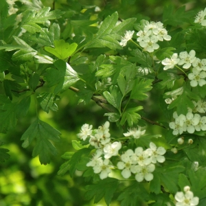 Photographie n°15814 du taxon Crataegus monogyna Jacq. [1775]