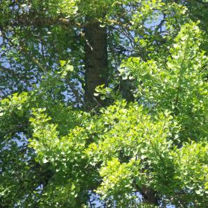 Photographie n°15817 du taxon Ginkgo biloba L. [1771]