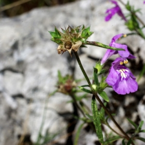 Photographie n°15820 du taxon Galeopsis angustifolia Ehrh. ex Hoffm. [1804]