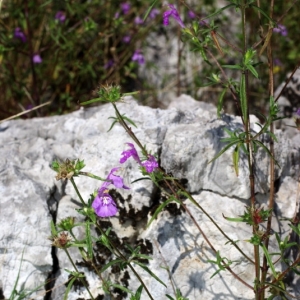 Photographie n°15821 du taxon Galeopsis angustifolia Ehrh. ex Hoffm. [1804]