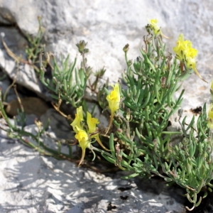 Photographie n°15827 du taxon Linaria supina (L.) Chaz. [1790]