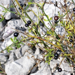 Photographie n°15829 du taxon Jasminum fruticans L. [1753]