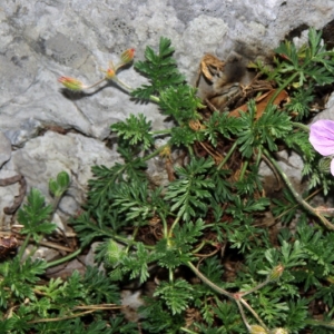 Photographie n°15833 du taxon Erodium foetidum (L.) L'Hér. [1802]