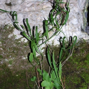 Photographie n°15844 du taxon Campanula rotundifolia L. [1753]