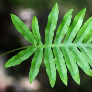 Photographie n°15849 du taxon Polypodium cambricum L. [1753]