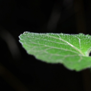 Photographie n°15857 du taxon Viola riviniana Rchb. [1823]