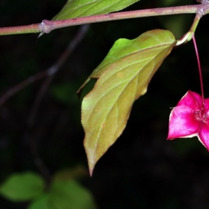 Photographie n°15859 du taxon Euonymus latifolius (L.) Mill. [1768]