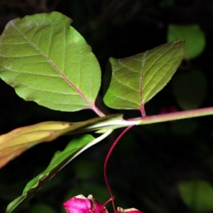 Photographie n°15860 du taxon Euonymus latifolius (L.) Mill. [1768]