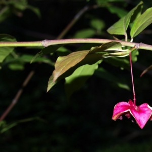 Photographie n°15861 du taxon Euonymus latifolius (L.) Mill. [1768]