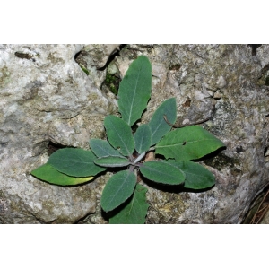 Hieracium stelligerum Froel. (Épervière à poils étoilés)