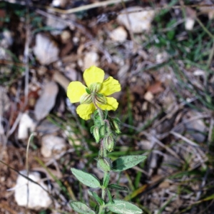 Photographie n°15873 du taxon Helianthemum nummularium (L.) Mill. [1768]