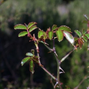 Photographie n°15875 du taxon Rosa pouzinii Tratt. [1823]