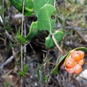 Photographie n°15878 du taxon Lonicera implexa Aiton [1789]