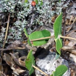 Photographie n°15880 du taxon Lonicera implexa Aiton [1789]