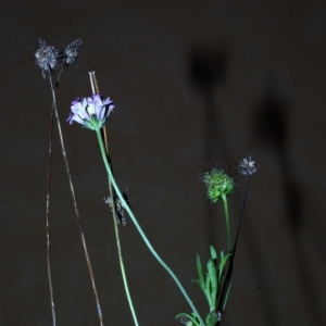 Photographie n°15886 du taxon Scabiosa columbaria L. [1753]