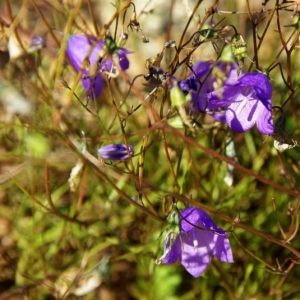 Photographie n°15890 du taxon Campanula rotundifolia L. [1753]