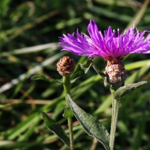 Photographie n°15892 du taxon Centaurea jacea L. [1753]