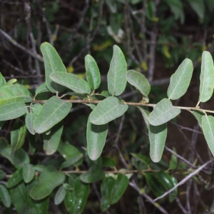 Photographie n°15902 du taxon Elaeagnus angustifolia L. [1753]