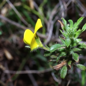 Photographie n°15909 du taxon Ononis natrix L.