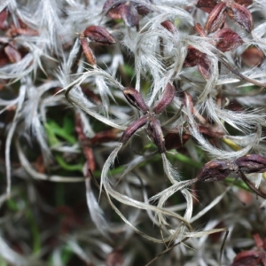 Photographie n°15912 du taxon Clematis flammula L.