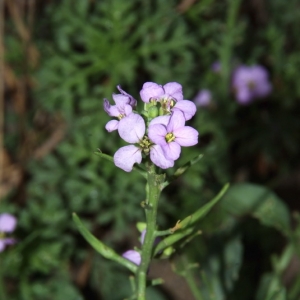 Photographie n°15925 du taxon Cakile maritima Scop. [1772]