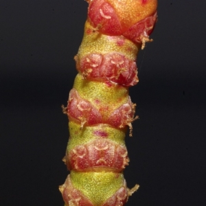Photographie n°15927 du taxon Sarcocornia fruticosa (L.) A.J.Scott [1978]