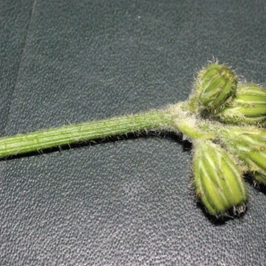 Photographie n°15931 du taxon Crepis sancta subsp. nemausensis (Vill.) Babc. [1941]