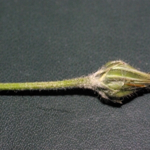 Photographie n°15932 du taxon Crepis sancta subsp. nemausensis (Vill.) Babc. [1941]
