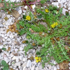 Photographie n°15935 du taxon Taraxacum officinale Weber [1780]