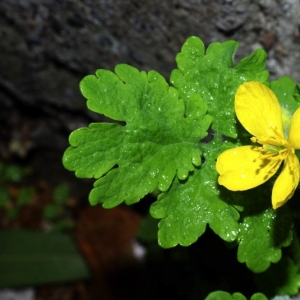 Photographie n°15945 du taxon Chelidonium majus L. [1753]