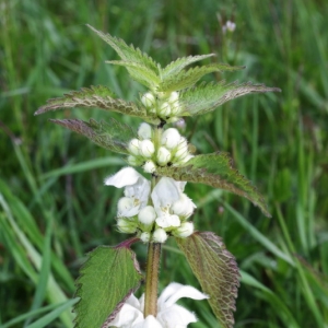 Photographie n°15946 du taxon Lamium album L.