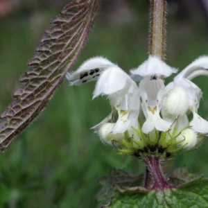 Photographie n°15947 du taxon Lamium album L.