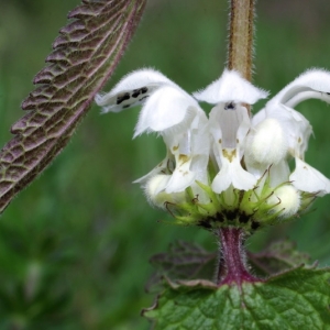 Photographie n°15948 du taxon Lamium album L.