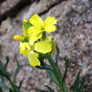 Photographie n°15950 du taxon Cheiranthus cheiri L. [1753]