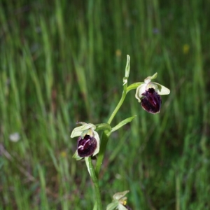 Photographie n°15960 du taxon Ophrys passionis Sennen [1926]