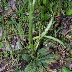 Photographie n°15961 du taxon Ophrys passionis Sennen [1926]