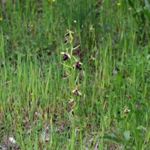 Photographie n°15962 du taxon Ophrys passionis Sennen [1926]