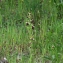  Daniel Mathieu - Ophrys passionis Sennen [1926]