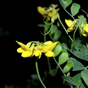 Photographie n°15966 du taxon Coronilla glauca L. [1755]