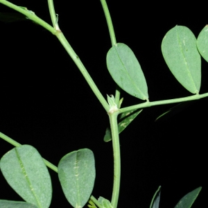 Photographie n°15967 du taxon Coronilla glauca L. [1755]