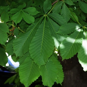 Photographie n°15970 du taxon Aesculus hippocastanum L. [1753]