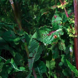 Photographie n°15976 du taxon Rumex patientia L. [1753]