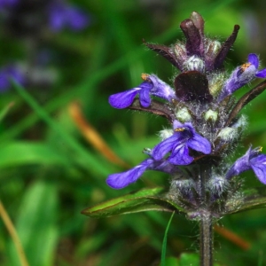 Photographie n°15977 du taxon Ajuga reptans L. [1753]