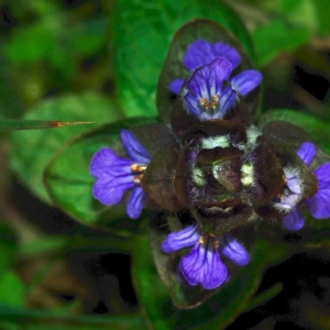 Photographie n°15979 du taxon Ajuga reptans L. [1753]