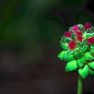 Photographie n°15980 du taxon Sanguisorba minor Scop. [1771]