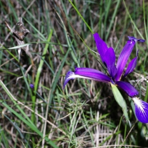 Photographie n°15994 du taxon Iris spuria subsp. maritima (Lam.) P.Fourn. [1935]