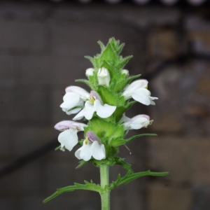 Photographie n°15997 du taxon Bellardia trixago (L.) All. [1785]