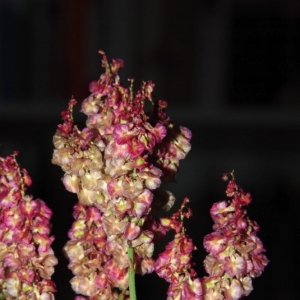 Photographie n°16006 du taxon Rumex intermedius DC. [1815]