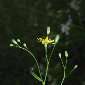 Photographie n°16013 du taxon Lapsana communis L. [1753]