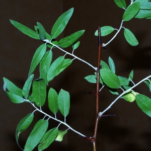 Photographie n°16019 du taxon Elaeagnus angustifolia L. [1753]